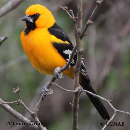 Altamira Oriole