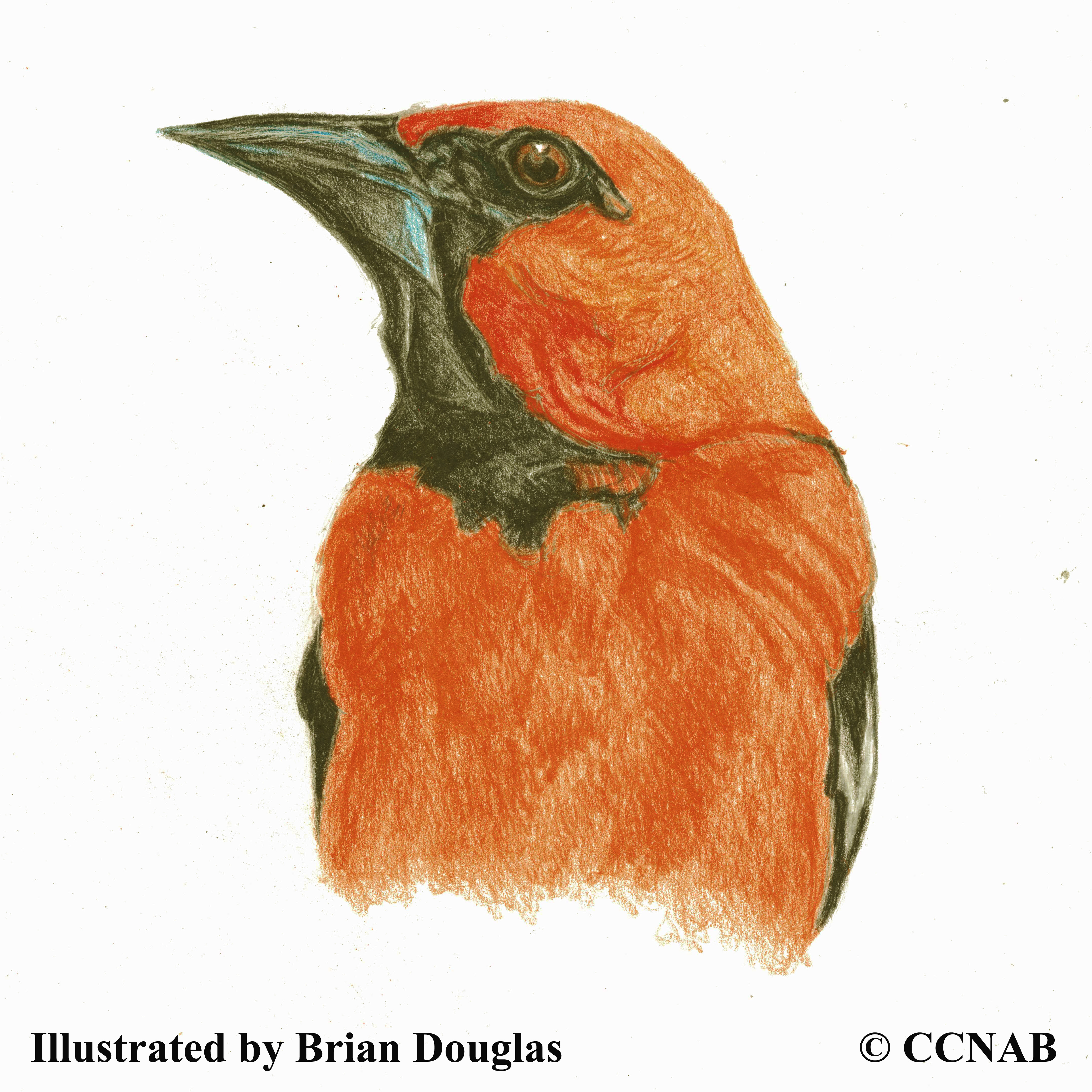 orange birds