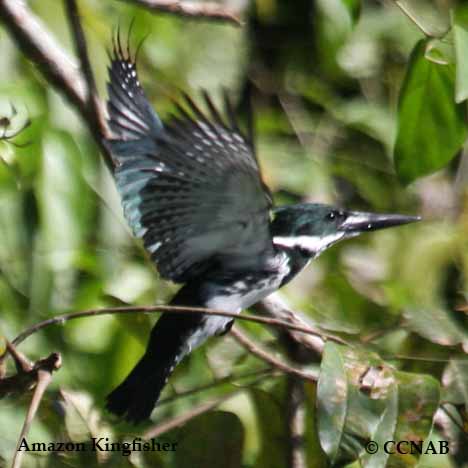 Birds of North America