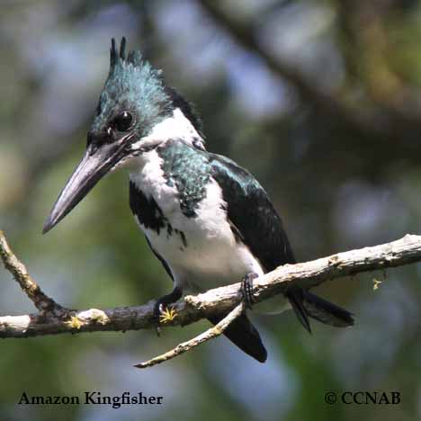 Amazon Kingfisher