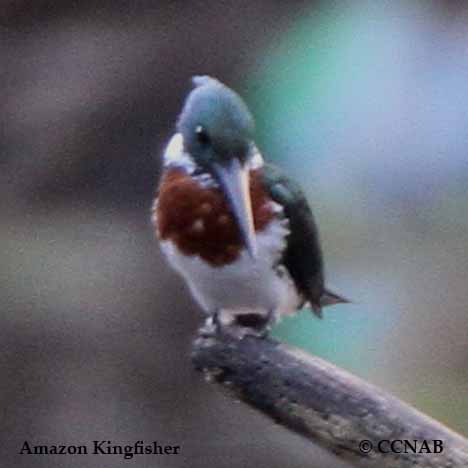 Amazon Kingfisher