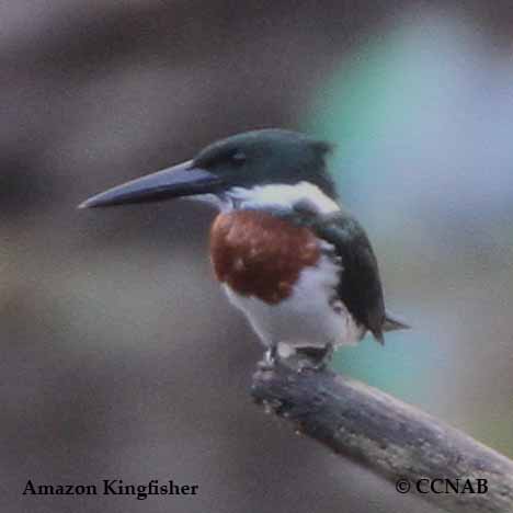 Amazon Kingfisher Range Map