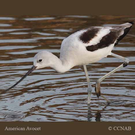 American Avocet