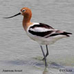 American Avocet