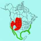 American Avocet range map