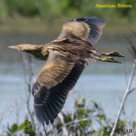 American Bittern