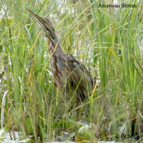 North American bird songs and calls