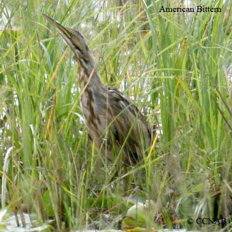 American Bittern