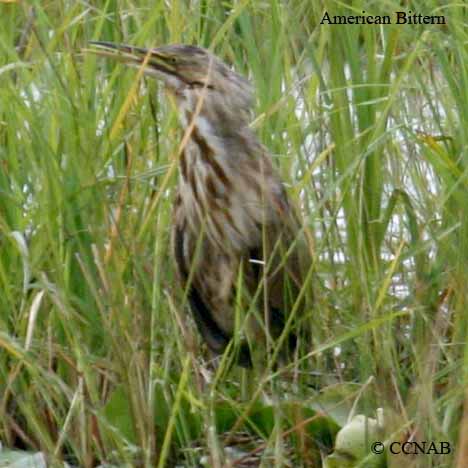 Birds of North America