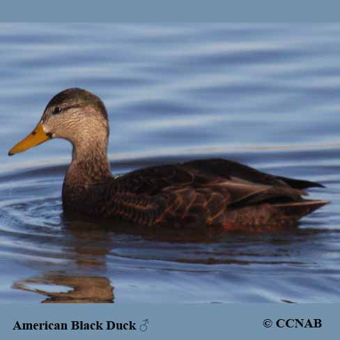 American Black Duck