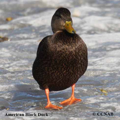 American Black Duck