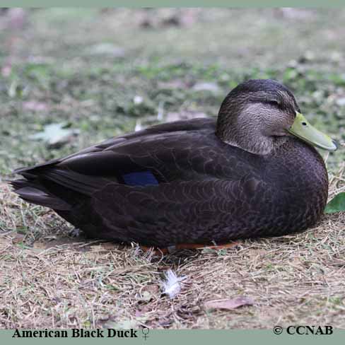 American Black Duck