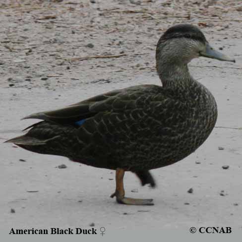 American Black Duck