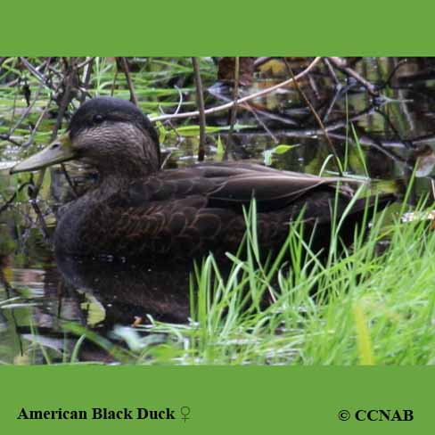 American Black Duck