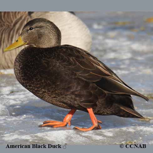 Birds of North America