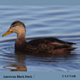 American Black Duck