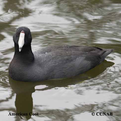 American Coot