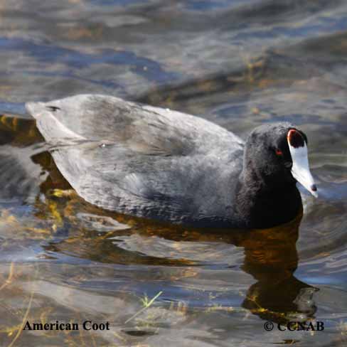 American Coot