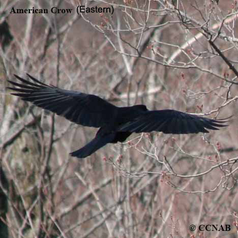 American Crow (Eastern)