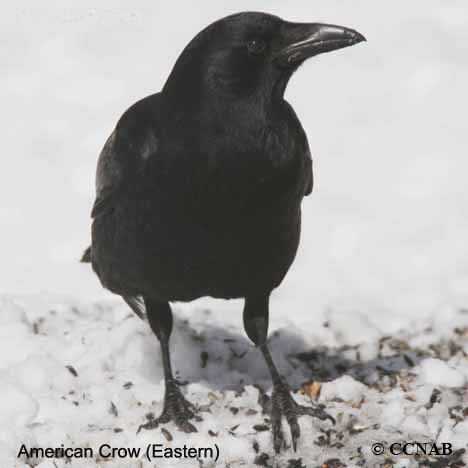 American Crow (Eastern)