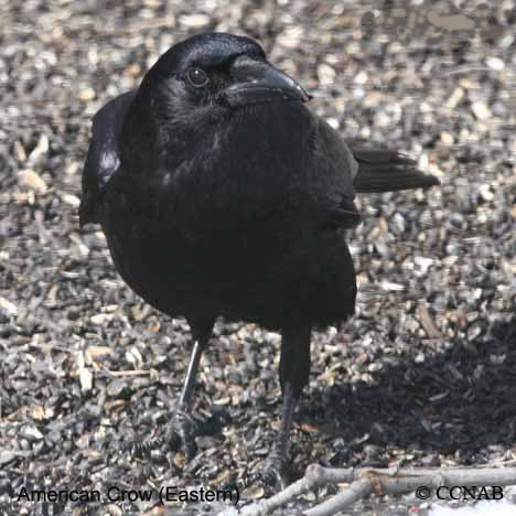 American Crow (Eastern)