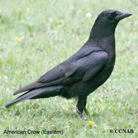 American Crow (Eastern)