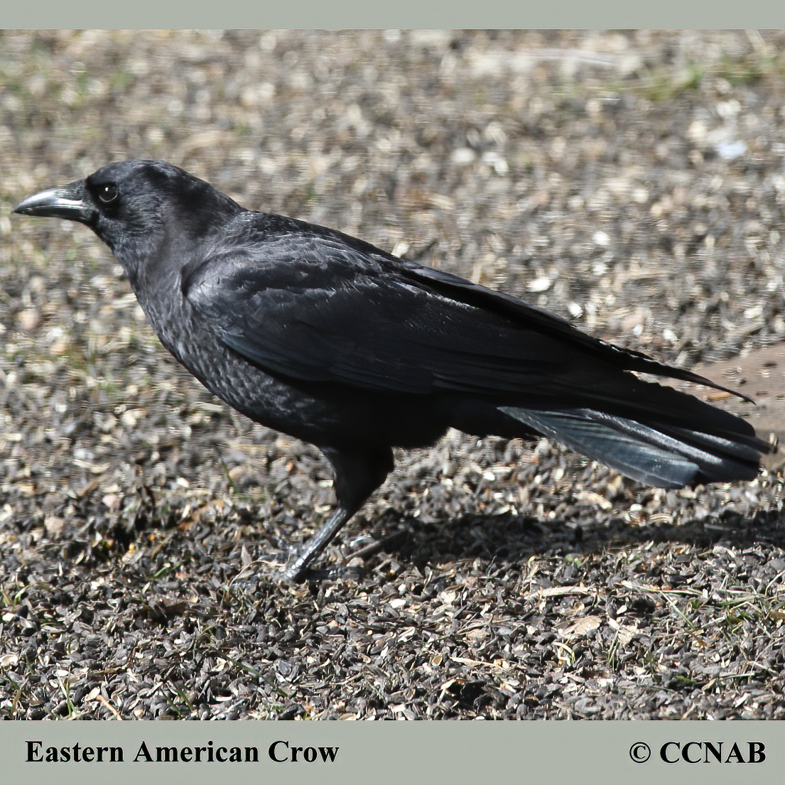 American Crow (Eastern)