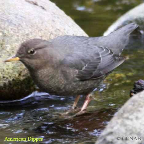 Birds of North America