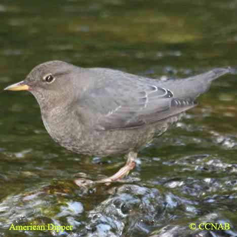 American Dipper