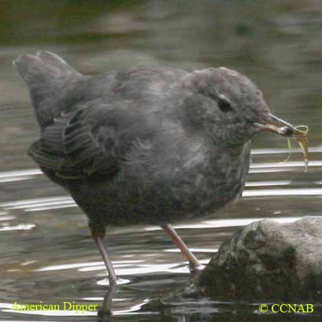 American Dipper