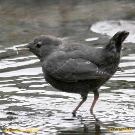 American Dipper