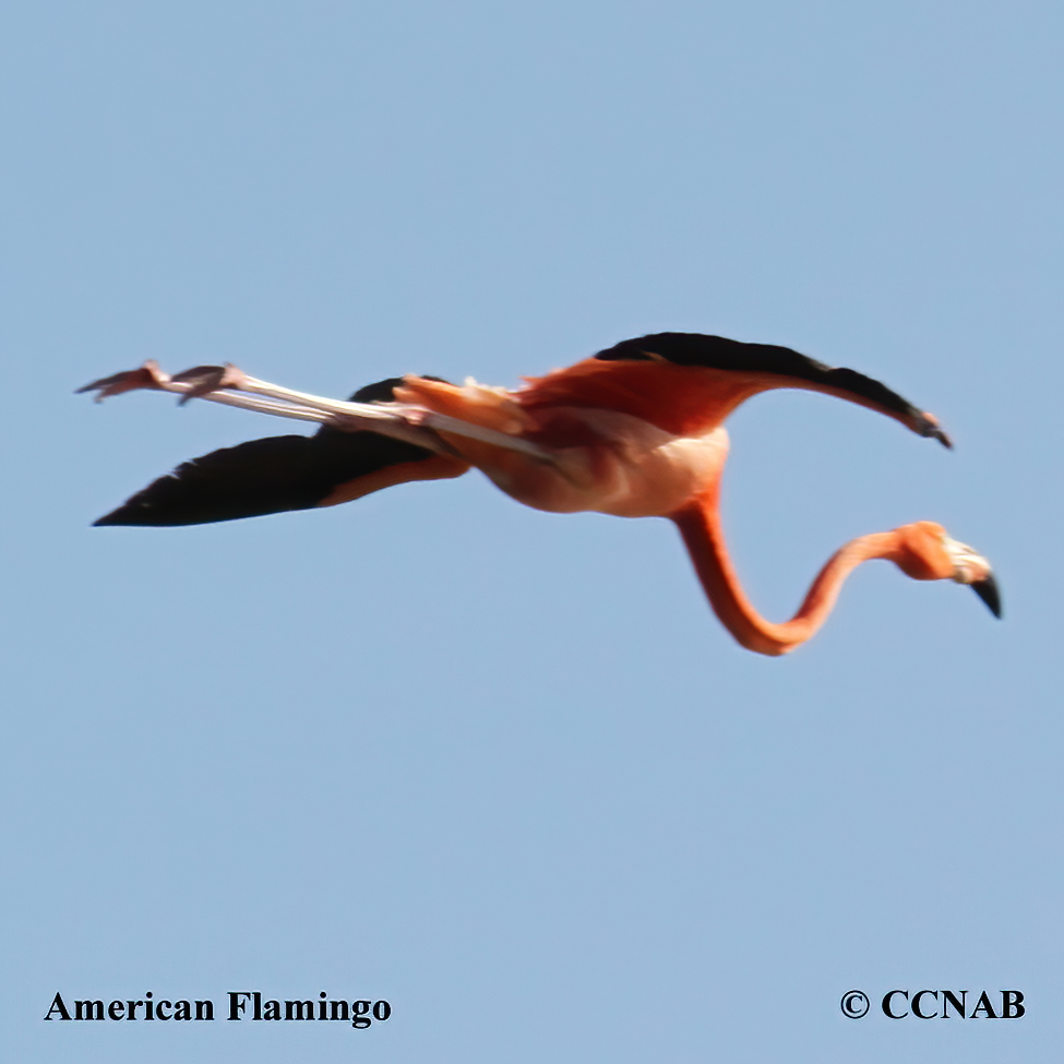 American Flamingo