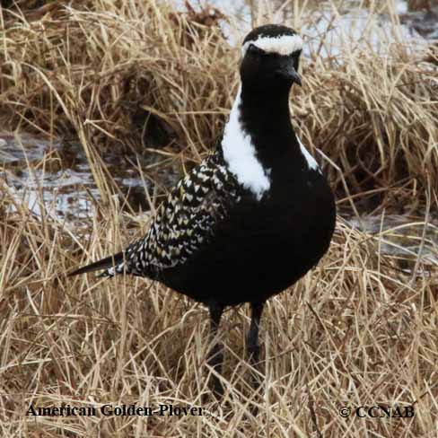 American Golden-Plover