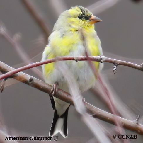 American Goldfinch