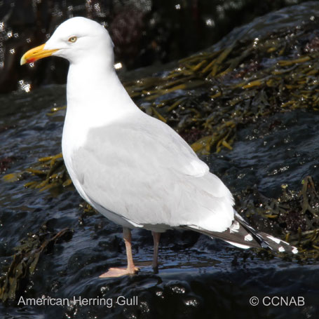 American Herring Gull songs and calls
