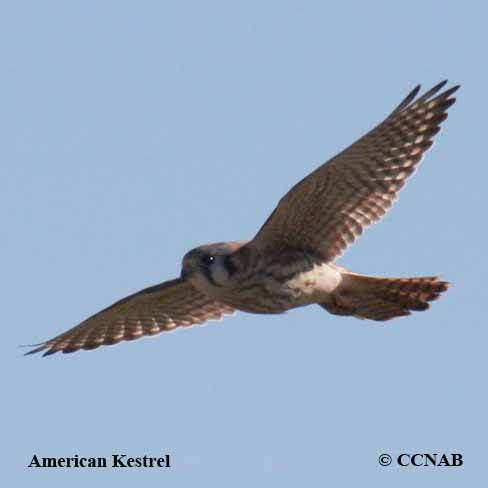 American Kestrel