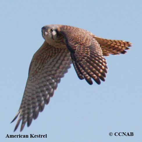 American Kestrel