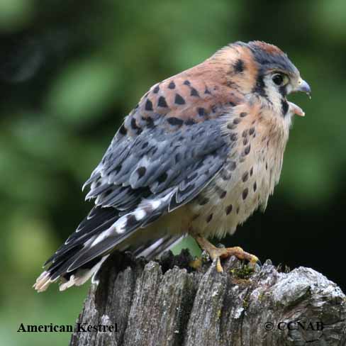 Birds of North America