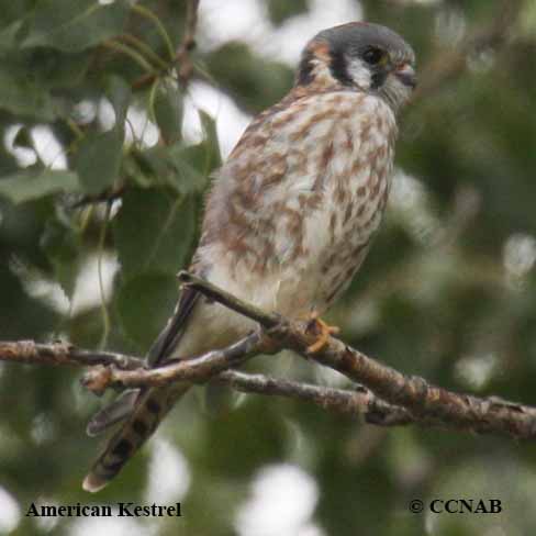 Birds of North America