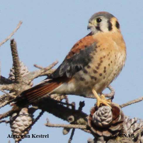 American Kestrel