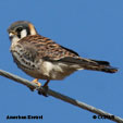 American Kestrel range map