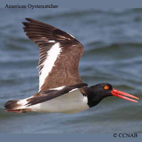 American Oystercatcher