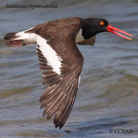 American Oystercatcher