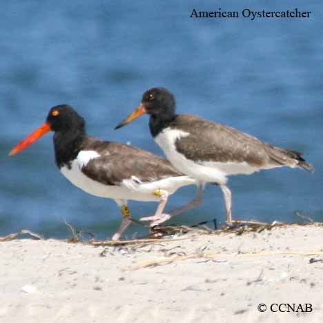 American Oystercatcher