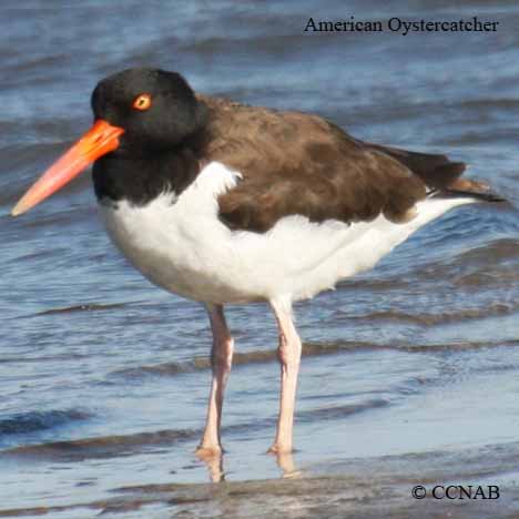 American Oystercatcher