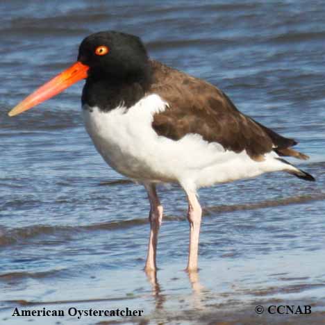 Birds of North America