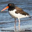 American Oystercatcher