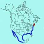 American Oystercatcher range