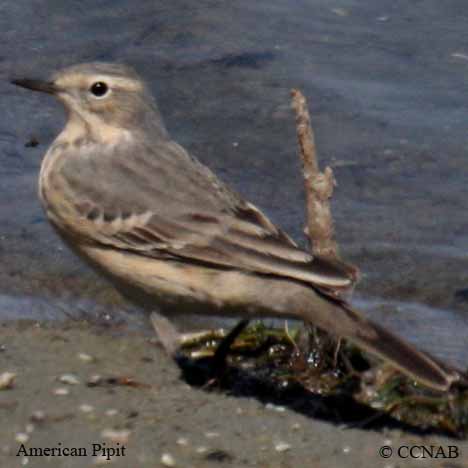 American Pipit