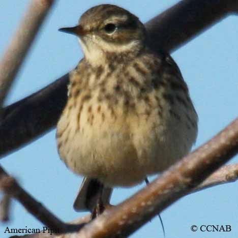 American Pipit